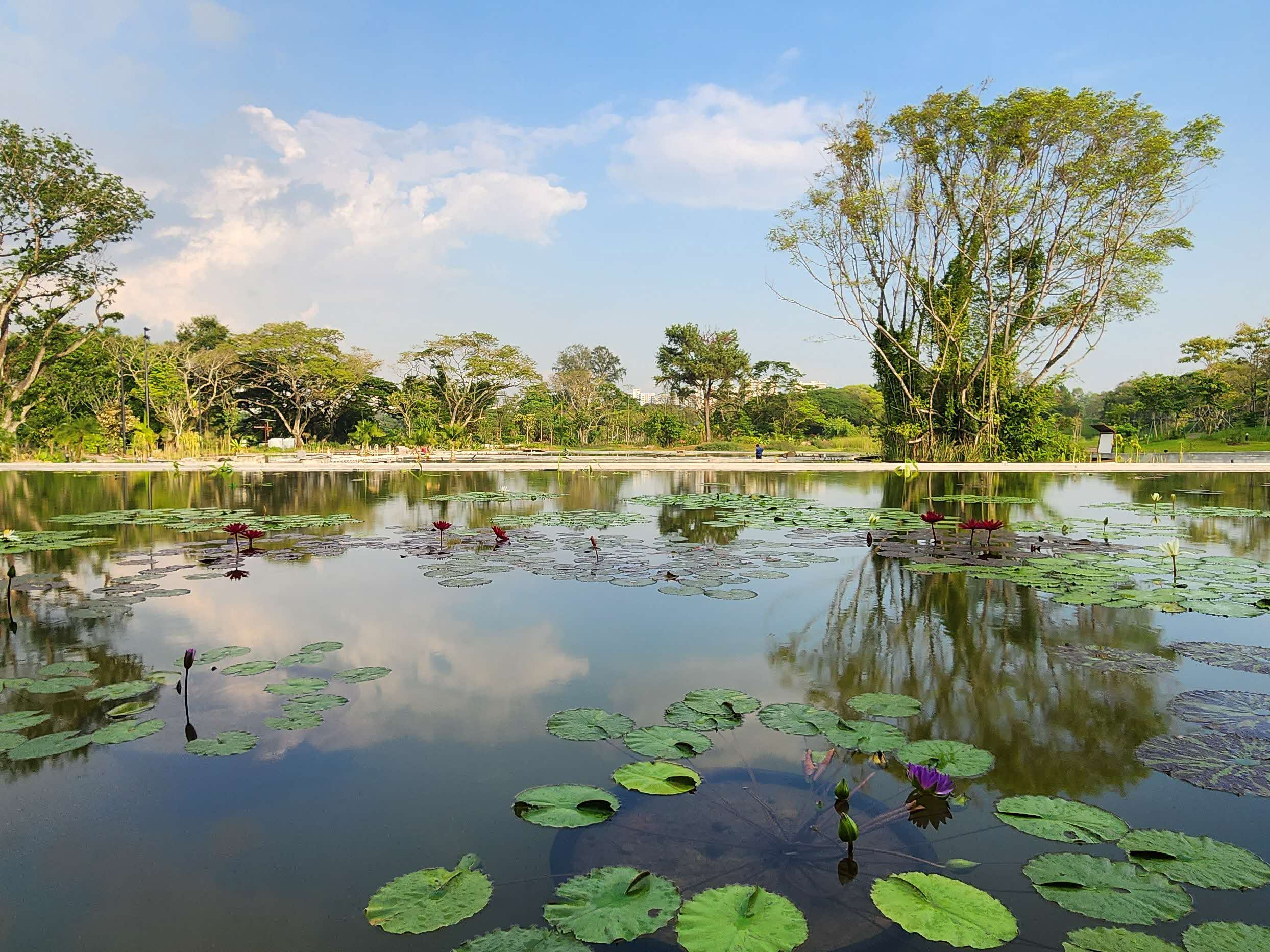 Water Lily Garden